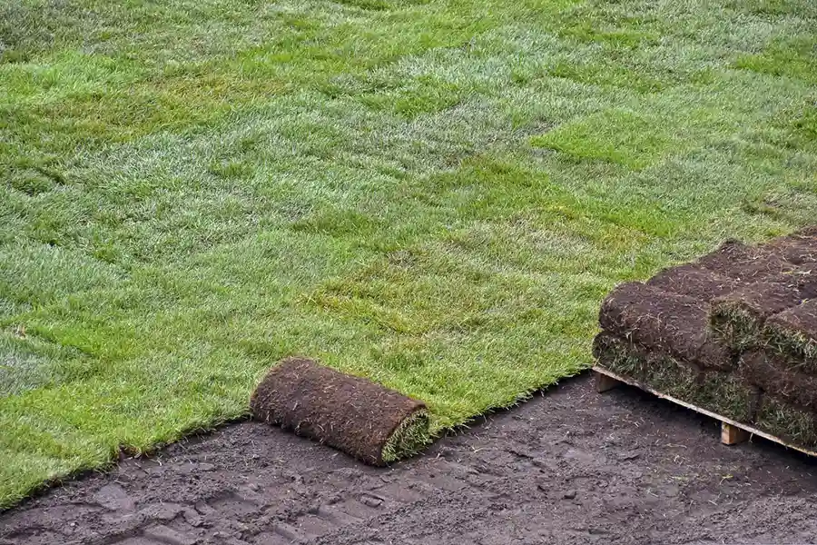 Best Sod Installation in Beaumont, TX